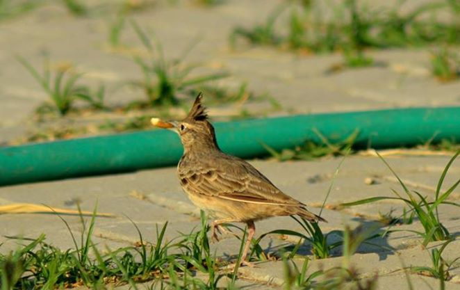 Crested Lark