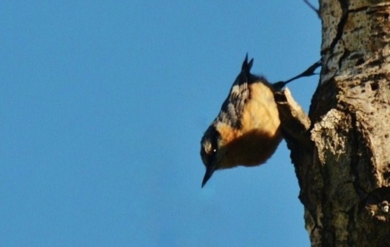 Eurasian Nuthatch