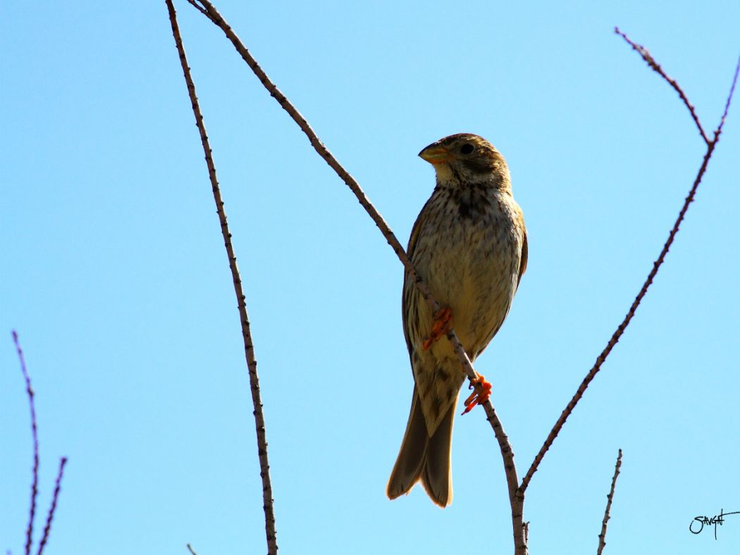 Corn Bunting
