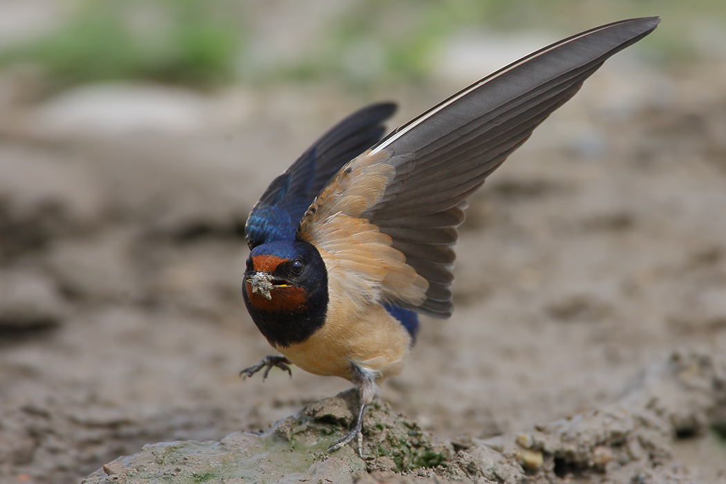 Barn Swallow