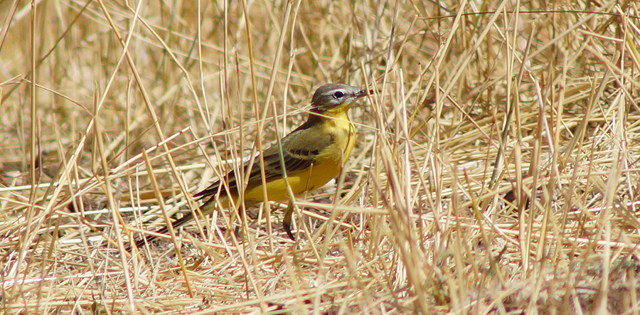 Western Yellow Wagtail