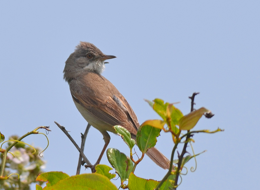 Common Whitethroat