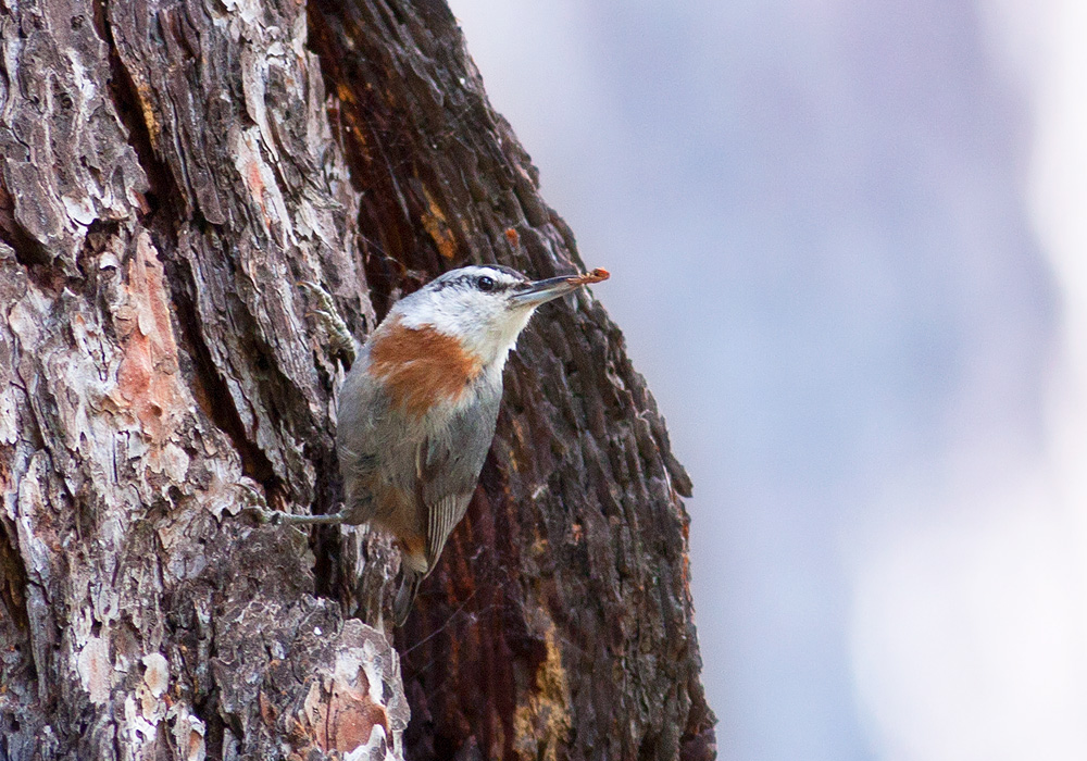 Krüper`s Nuthatch