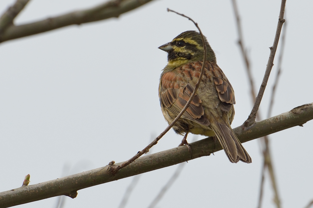 Cirl Bunting