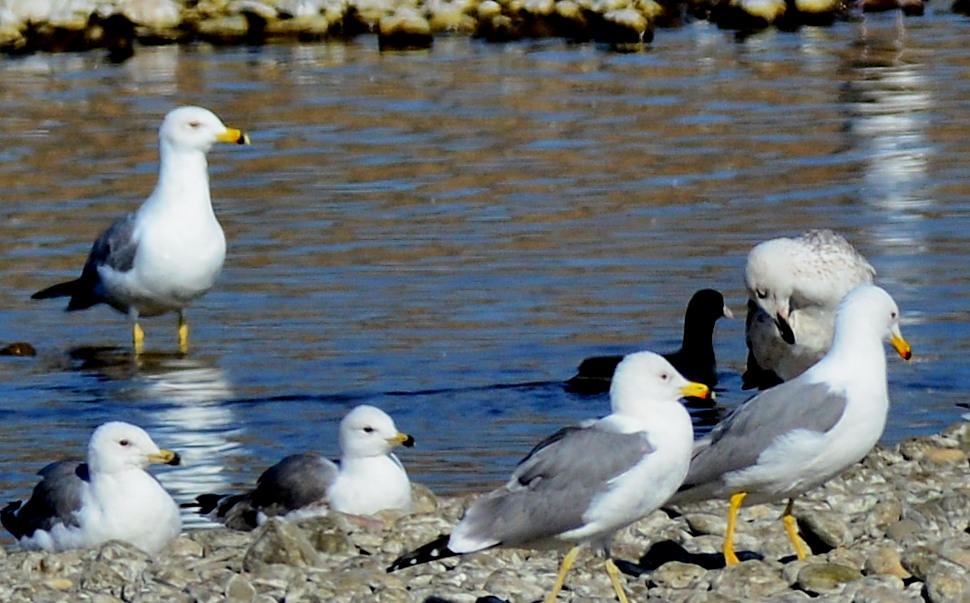 Armenian Gull