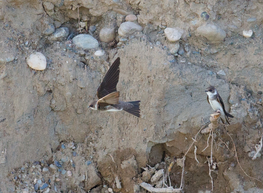 Sand Martin