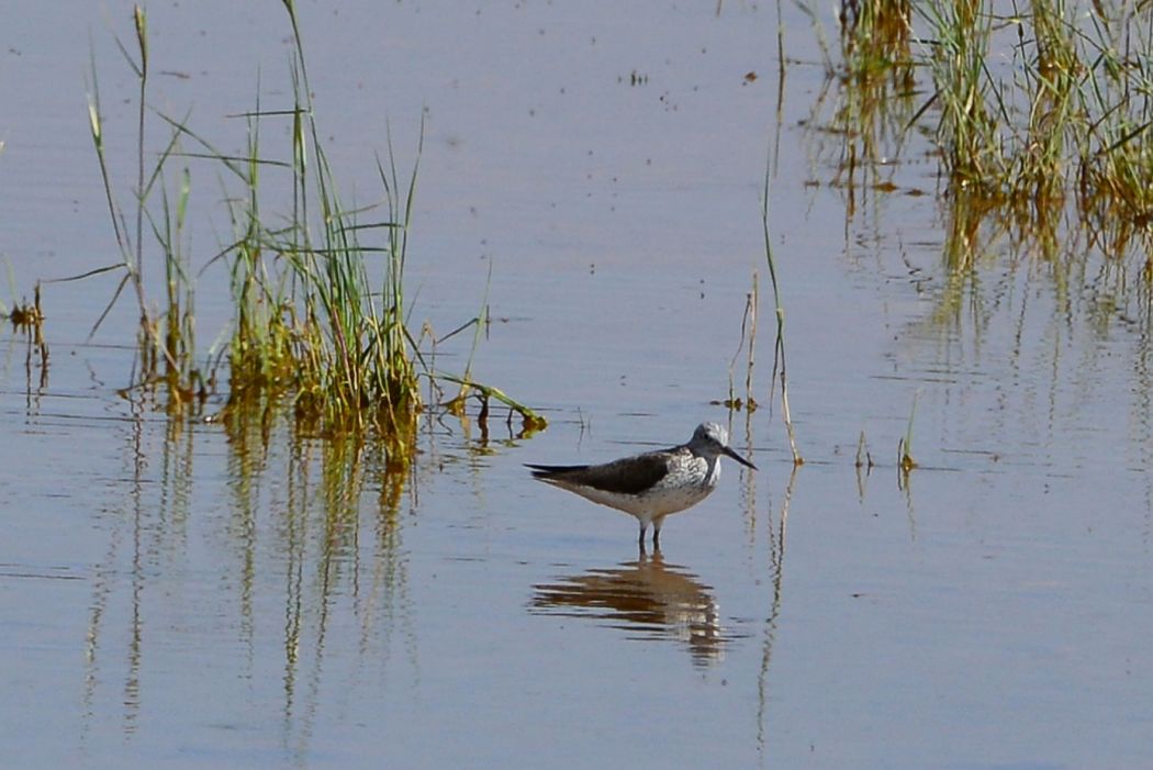 Common Greenshank
