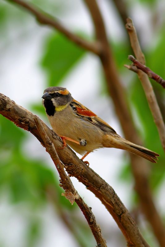 Dead Sea Sparrow