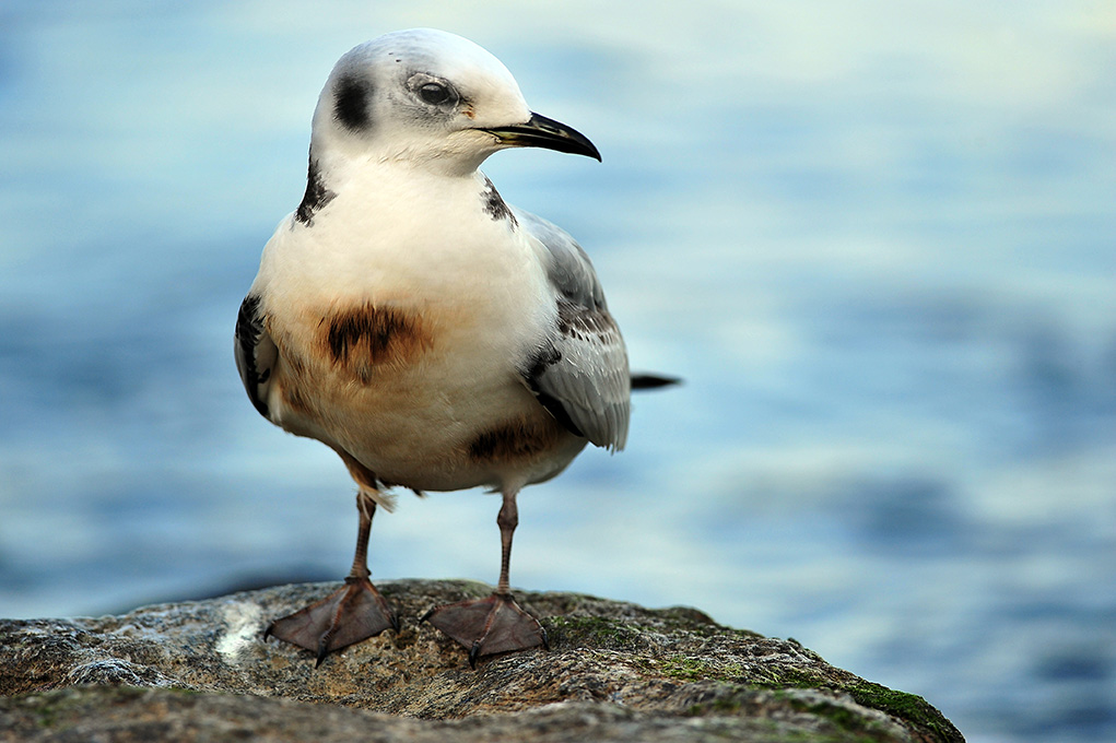 Black-legged Kittiwake
