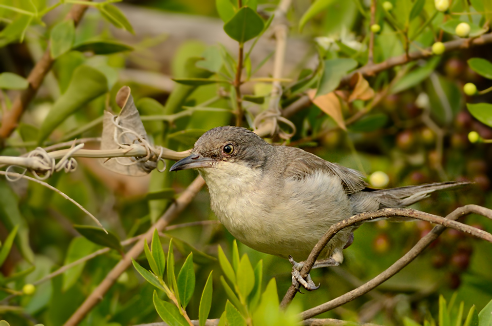 Eastern Orphean Warbler