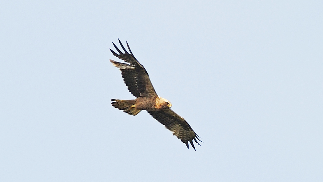 Küçük Kartal