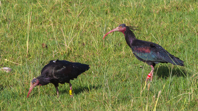 Northern Bald Ibis
