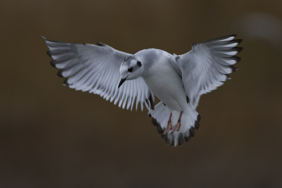 Little Gull