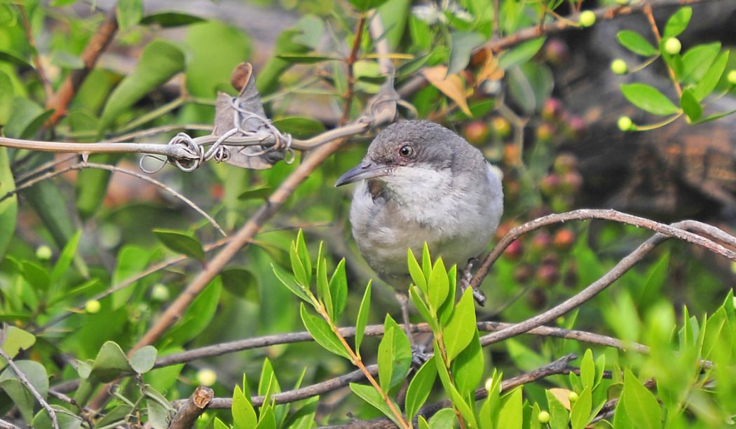 Eastern Orphean Warbler