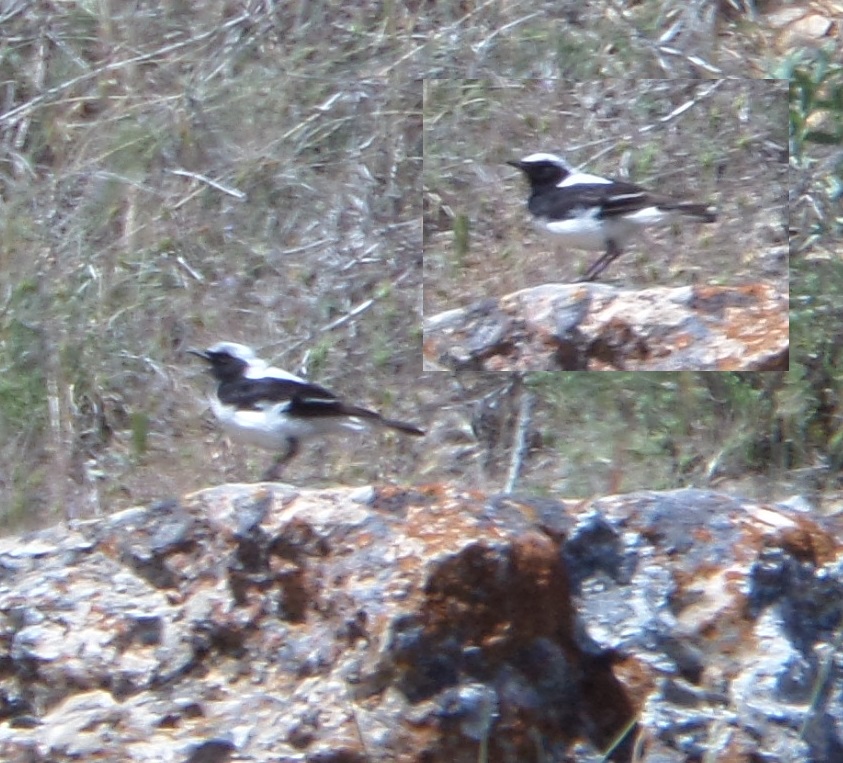Finsch`s Wheatear