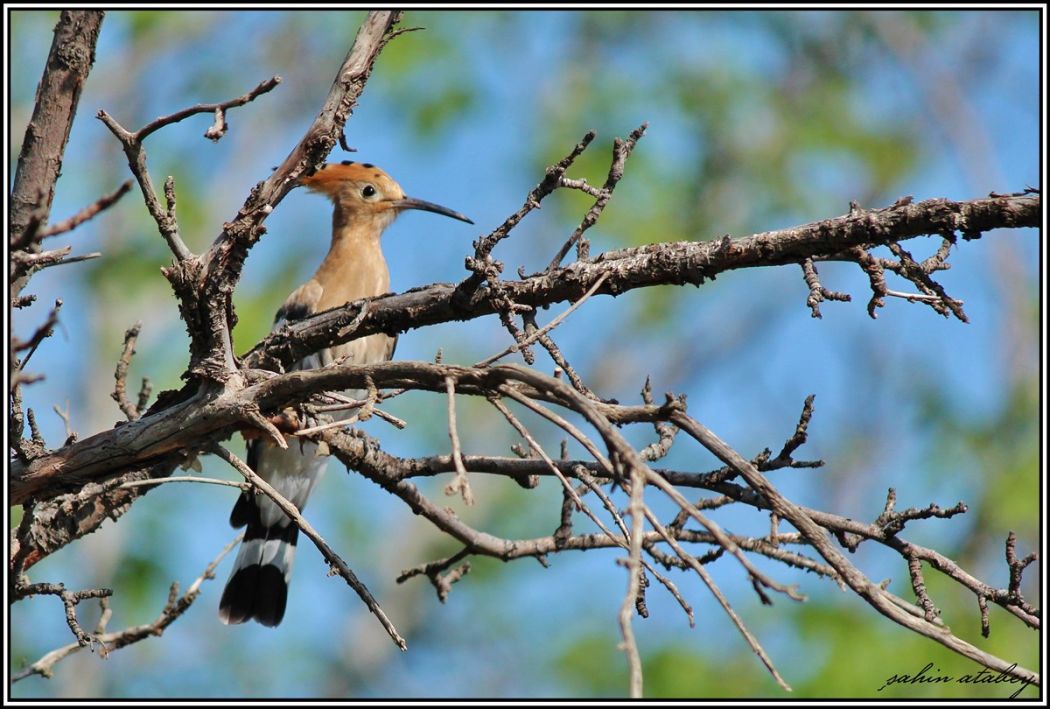 Eurasian Hoopoe