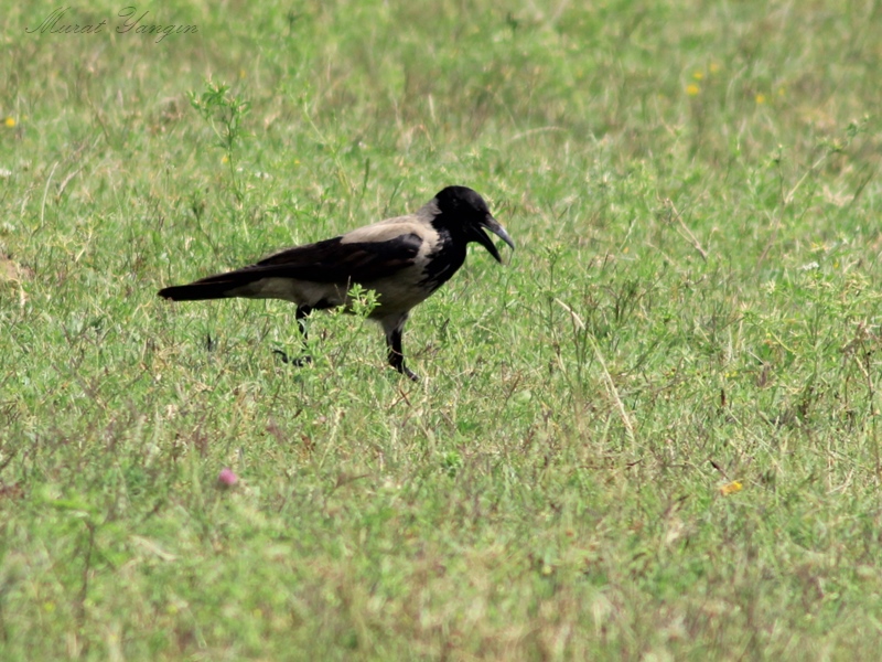 Hooded Crow