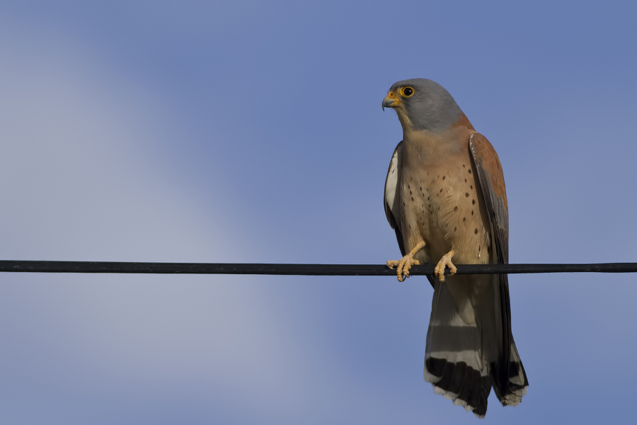Lesser Kestrel