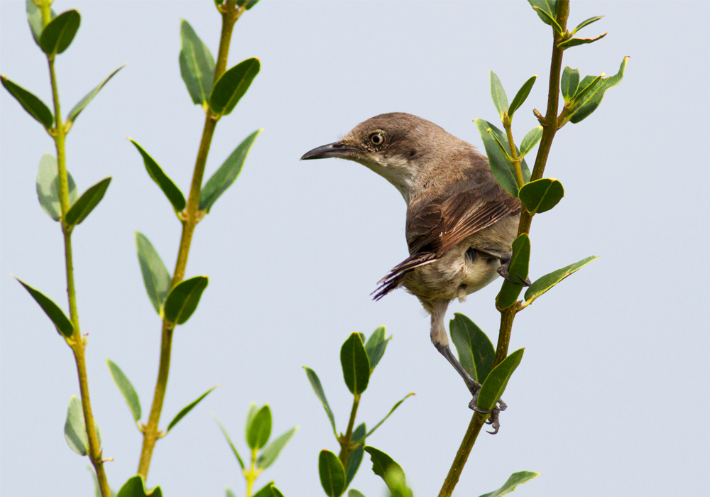 Eastern Orphean Warbler