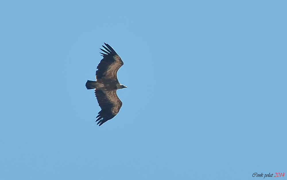 Griffon Vulture