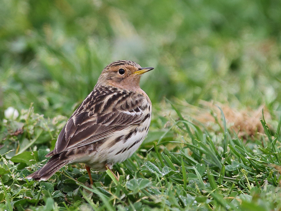 Red-throated Pipit