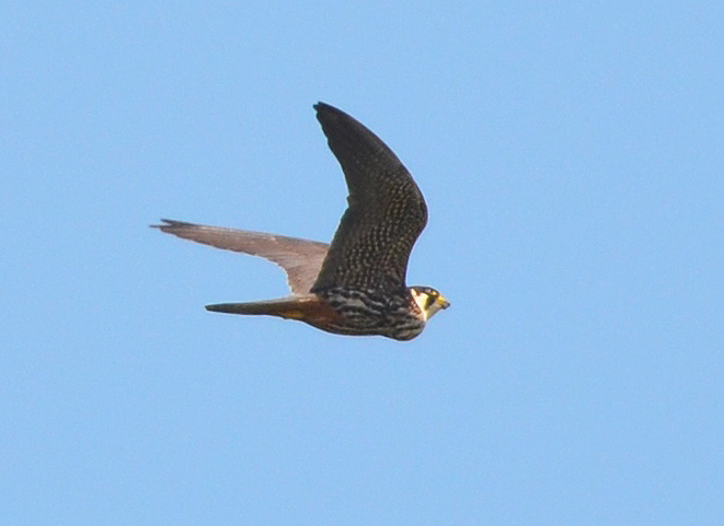 Eurasian Hobby