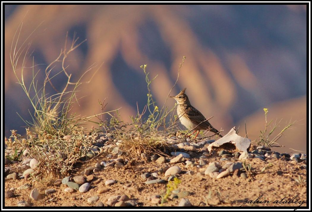 Crested Lark