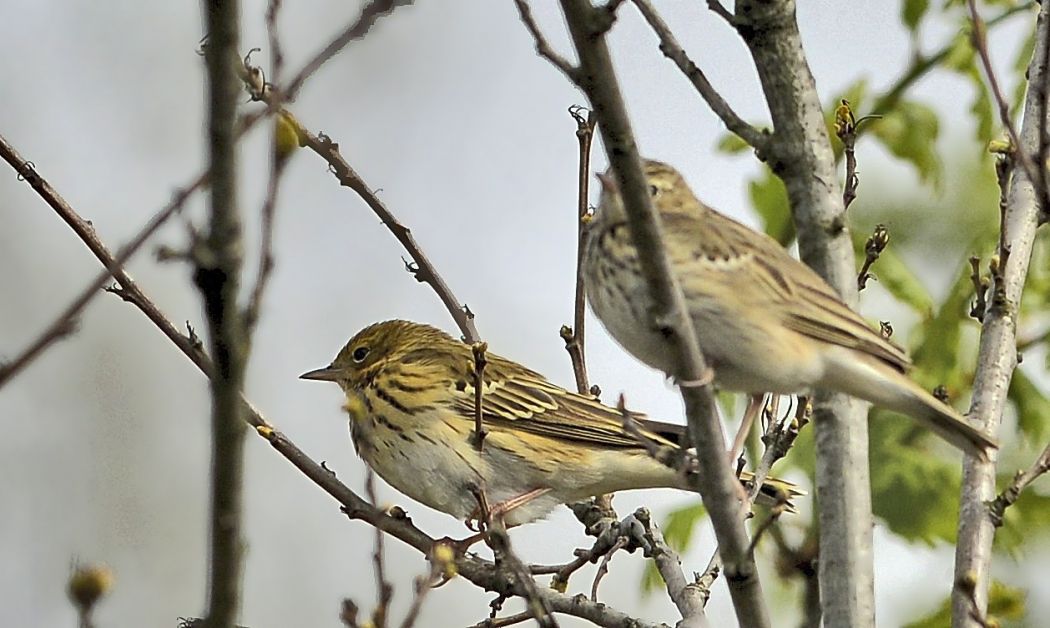 Tree Pipit