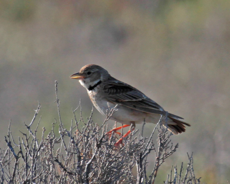 Calandra Lark