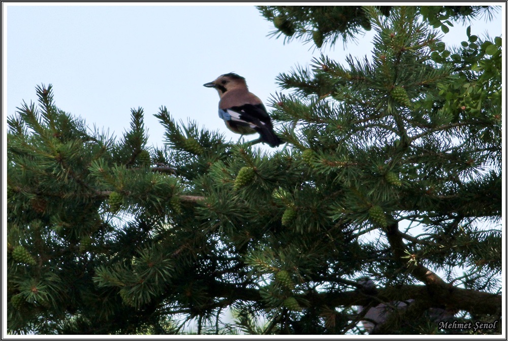 Eurasian Jay