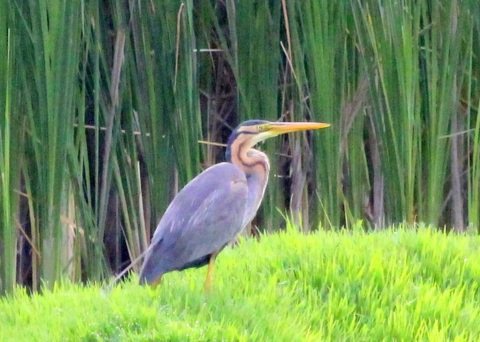 Purple Heron