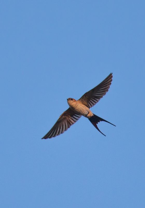 Red-rumped Swallow