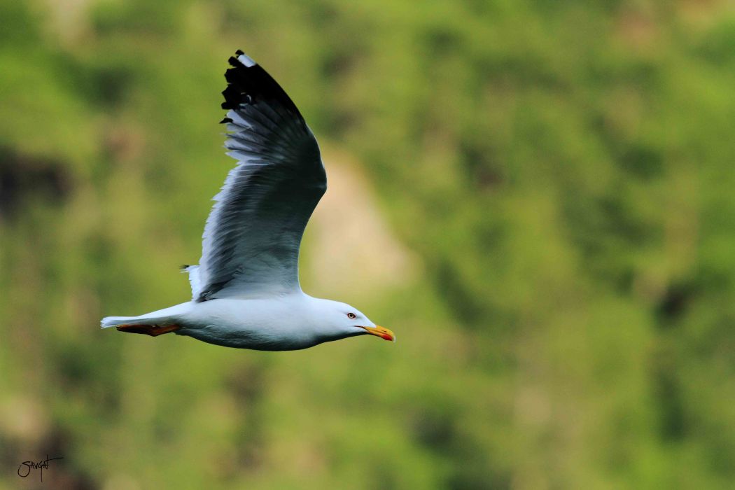 Yellow-legged Gull