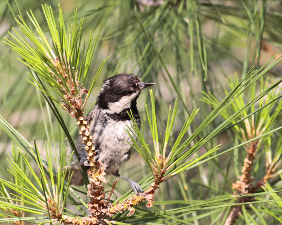 Coal Tit