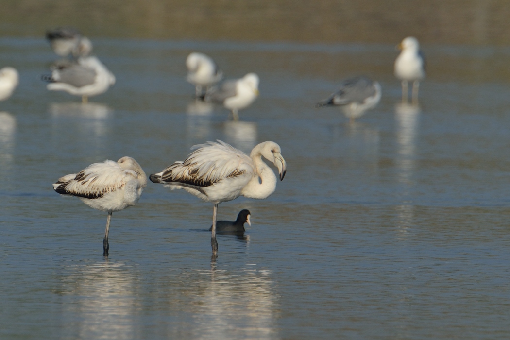 Greater Flamingo