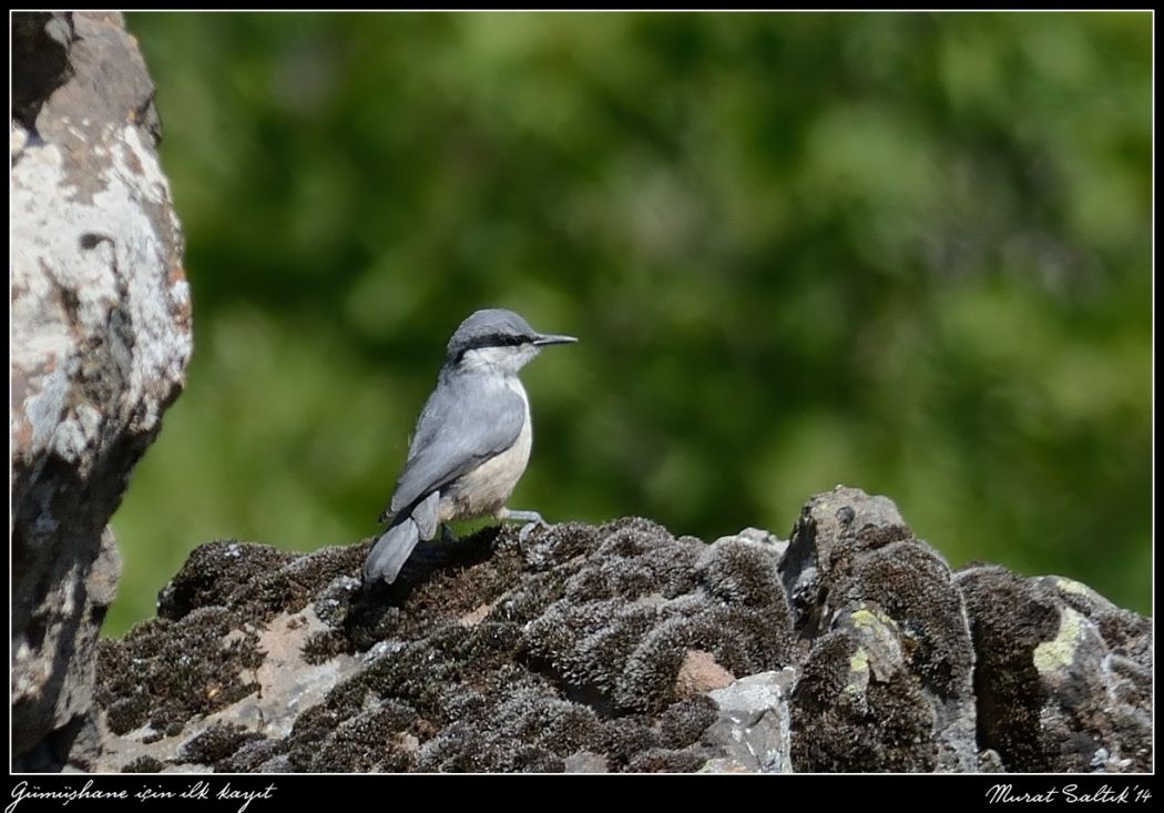 Western Rock Nuthatch