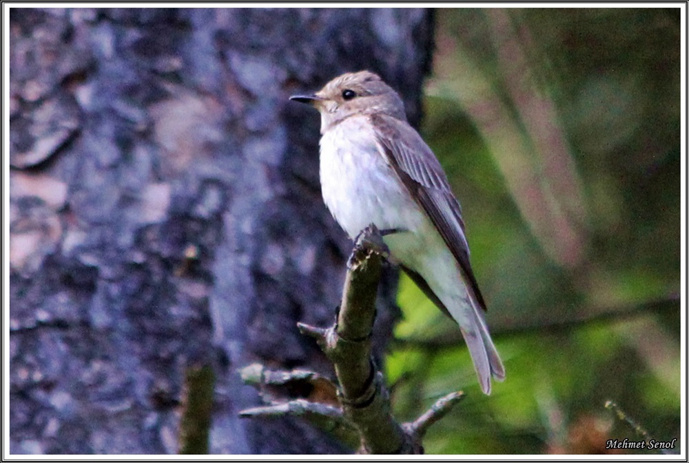 Spotted Flycatcher