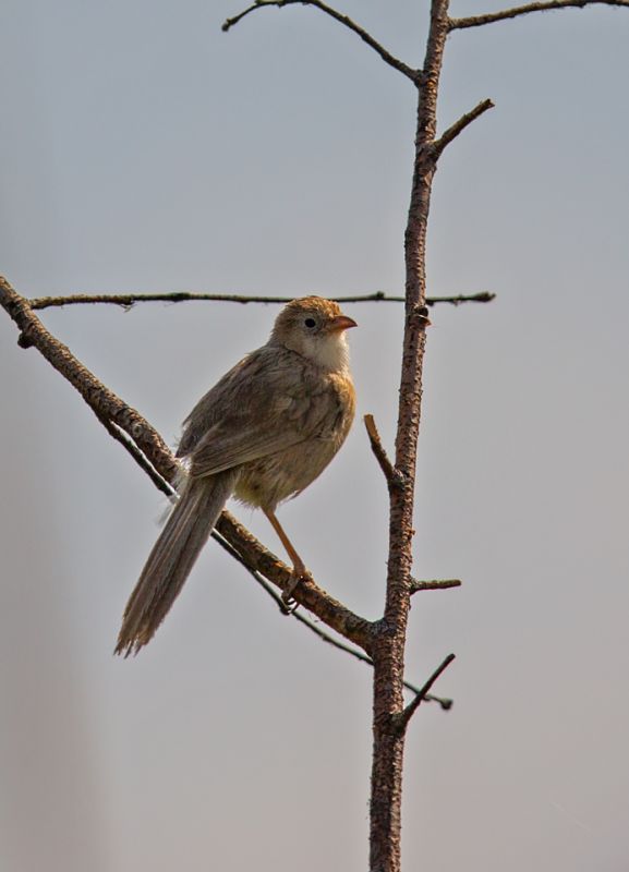 Iraq Babbler