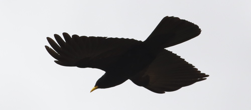 Sarıgagalı Dağ Kargası