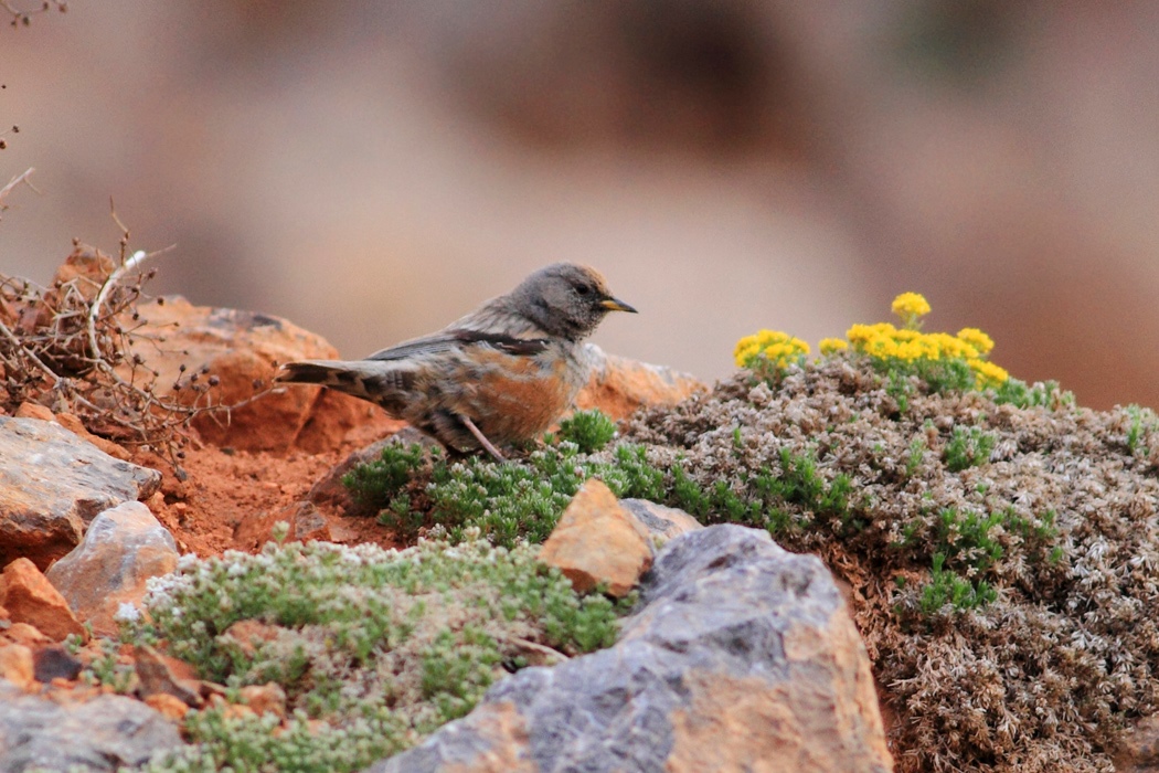 Alpine Accentor