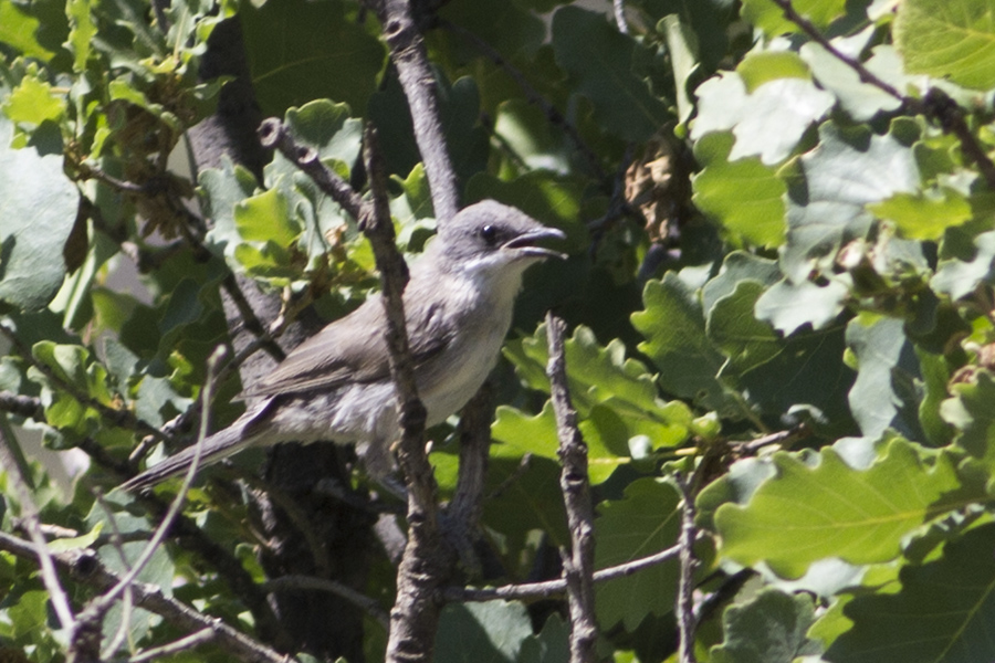 Eastern Orphean Warbler