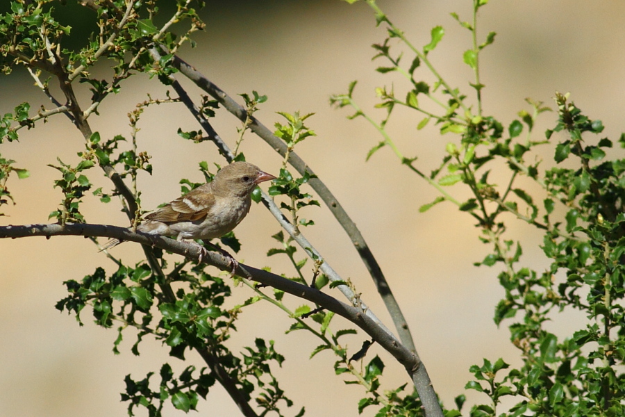 Yellow-throated Sparrow