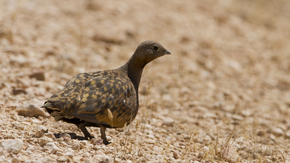 Black-bellied Sandgrouse
