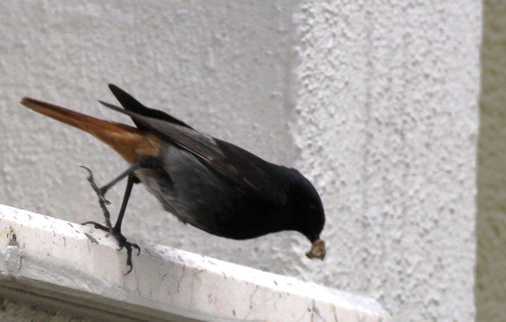 Black Redstart