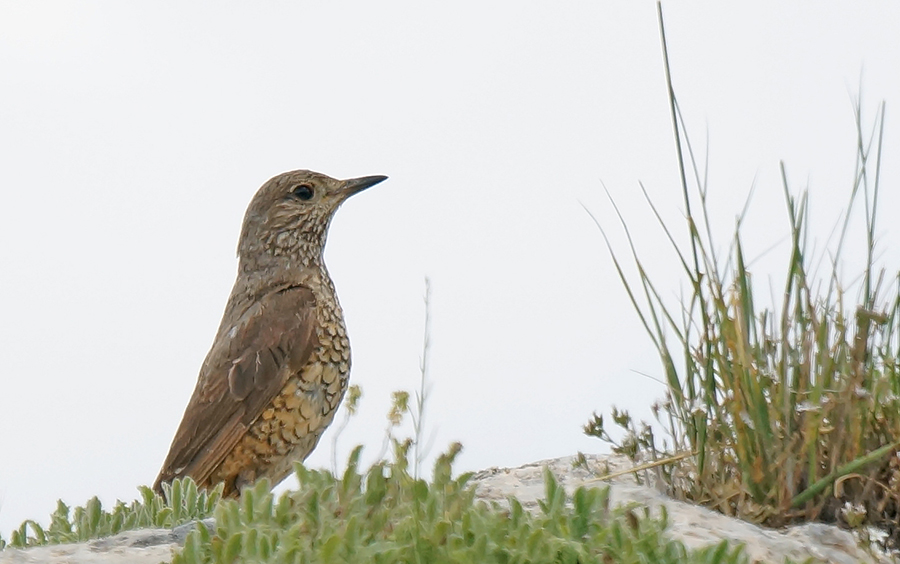 Common Rock Thrush