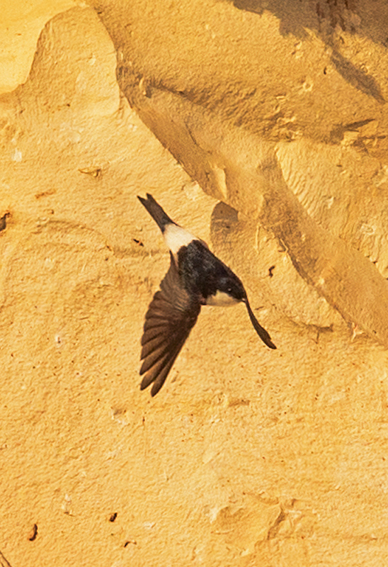 Little Swift