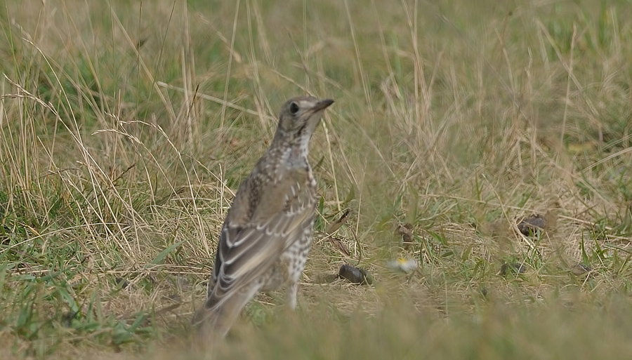 Mistle Thrush