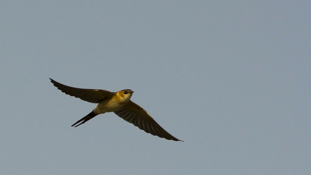 Red-rumped Swallow