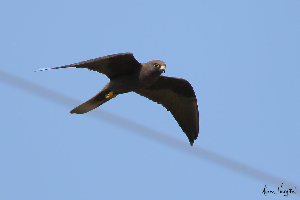 Eleonora`s Falcon