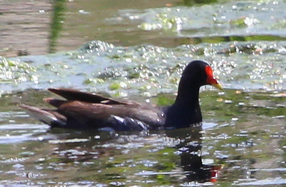 Common Moorhen